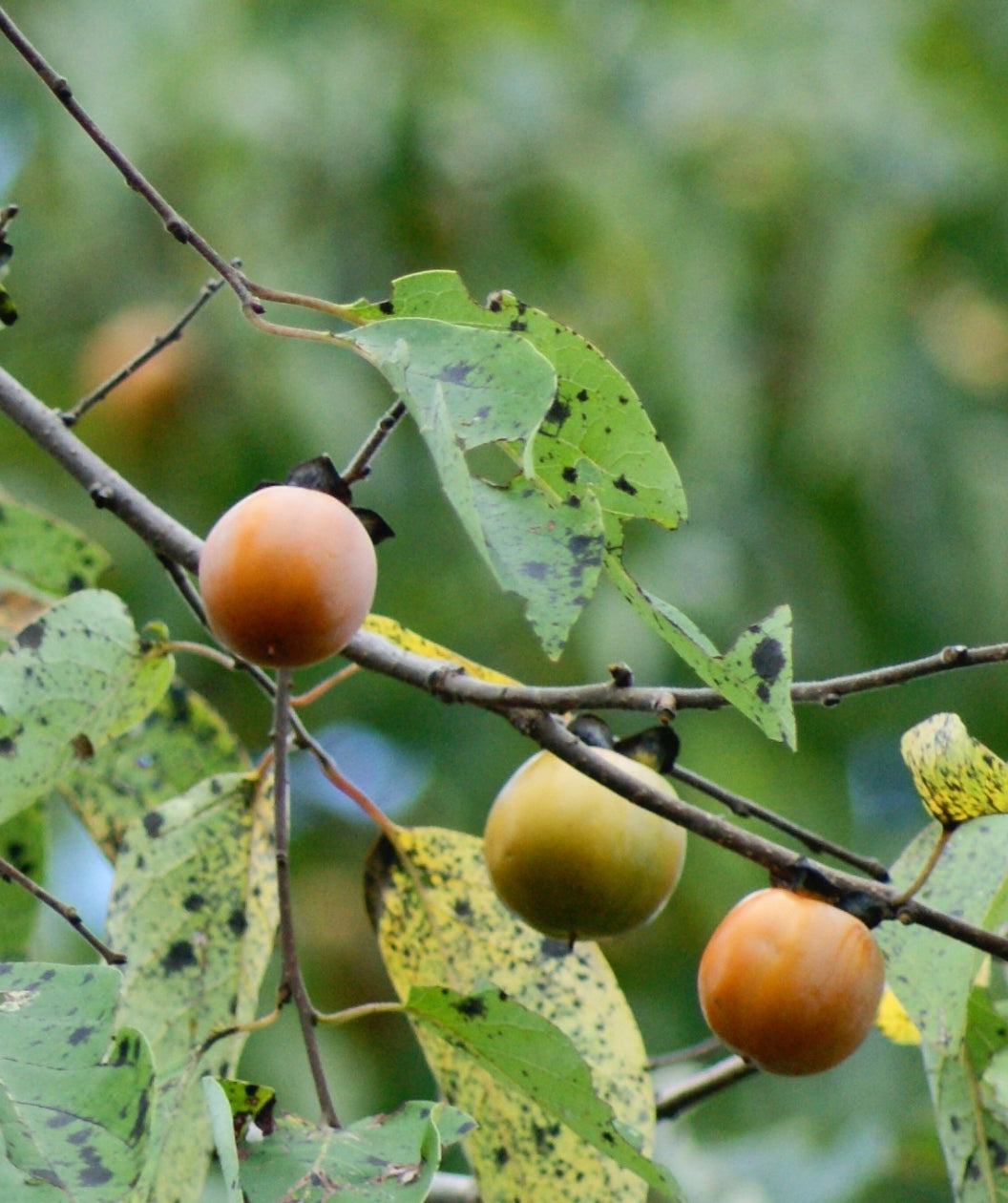 Close up of Meader Common Persimmon, various round small orange and green fruit hanging on the tree with conical shaped green foliage