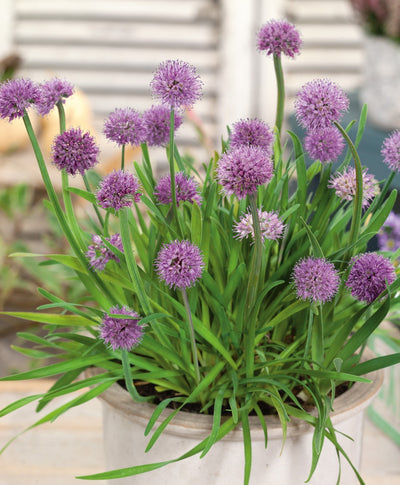 The Medusa Ornamental Onion planted in a container, showing off the purple lollipop-like flower clusters atop the green foliage