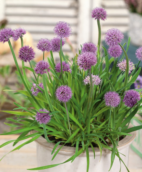 Medusa Ornamental Onion