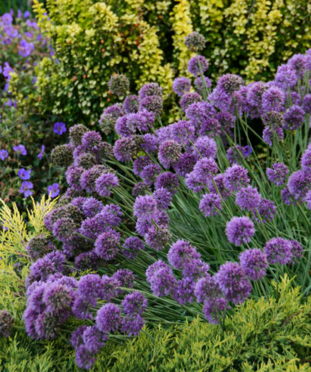 The Medusa Ornamental Onion planting in a landscape, showing off the bright purple, lollipop like blooms atop the green foliage