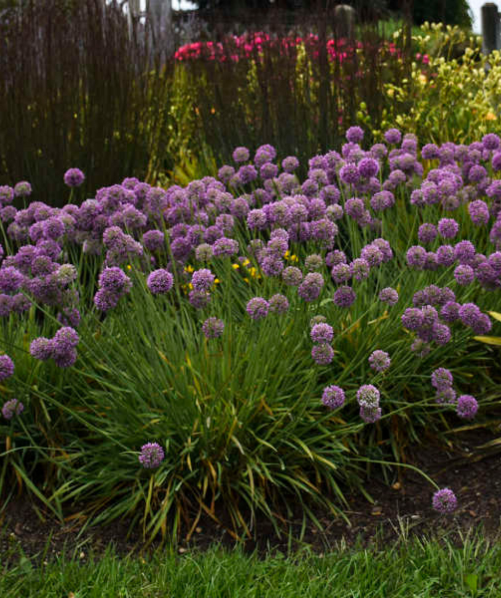 The Medusa Ornamental Onion planting in a landscape, showing off the bright purple, lollipop like blooms atop the green foliage