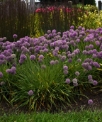 The Medusa Ornamental Onion planting in a landscape, showing off the bright purple, lollipop like blooms atop the green foliage