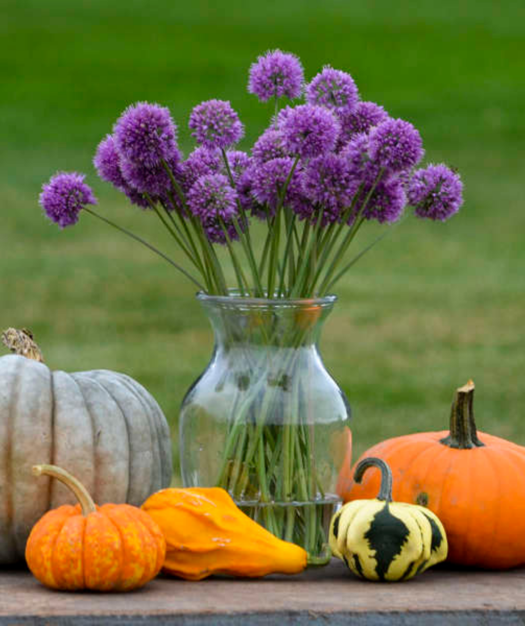 Cut bright purple flowers of the Medusa Ornamental Onion in a flower vase and sitting on table