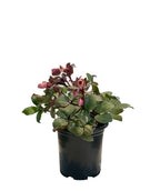 Merlin Lenten Rose potted plant on white