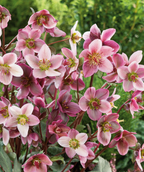 Merlin Lenten Rose pink flowers