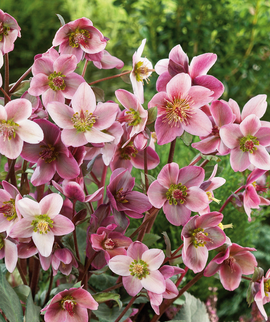 Merlin Lenten Rose pink flowers