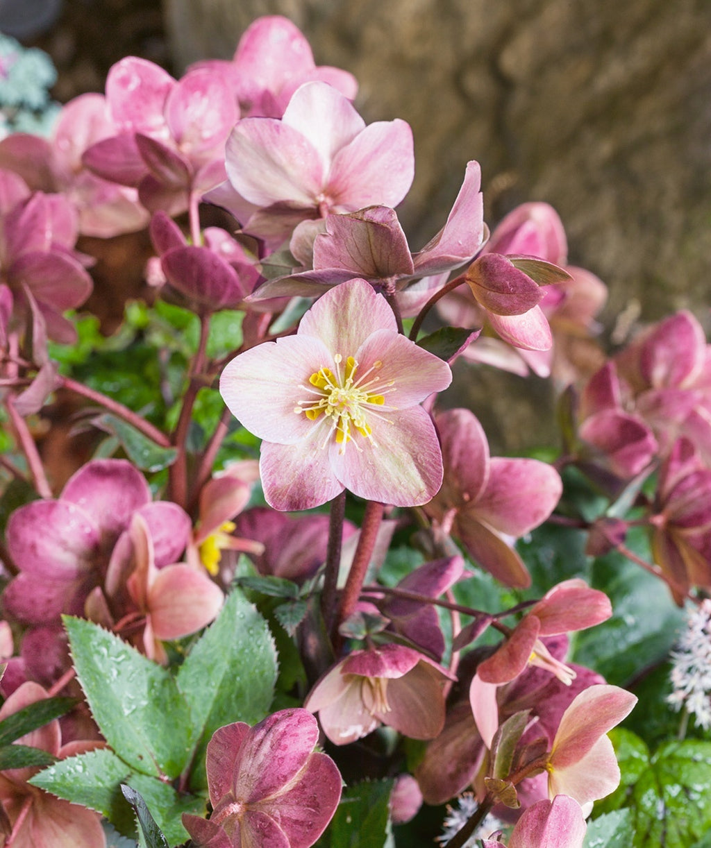 Merlin Lenten Rose pink flower closeup