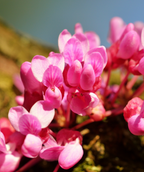 A close up of the pink blossoms of the Merlot Redbud