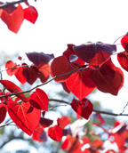 A close up of the wine-red foliage of the Merlot Redbud