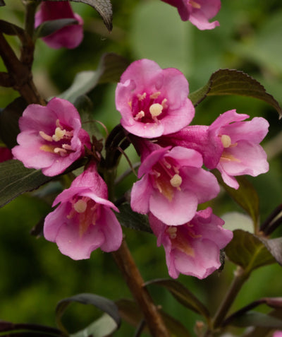 Close up of Merlot Rose Weigela flowers, small dark pink tubular flowers