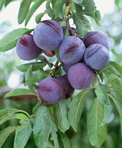 Methley Japanese Plum purple fruits