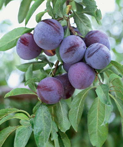 Close up of Methley Japanese Plum fruit, various round purple colored fruit hanging on a brown branch with oblong green foliage