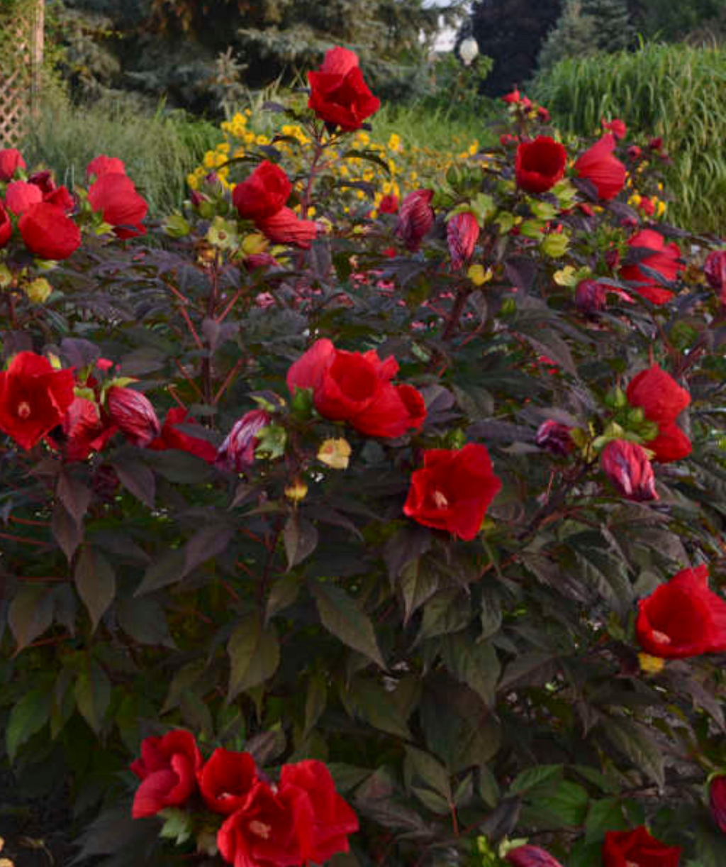 Midnight Marvel Rose Mallow planted in a landscape, bushy dark purple foliage shrub with several large deep red tropical looking flowers