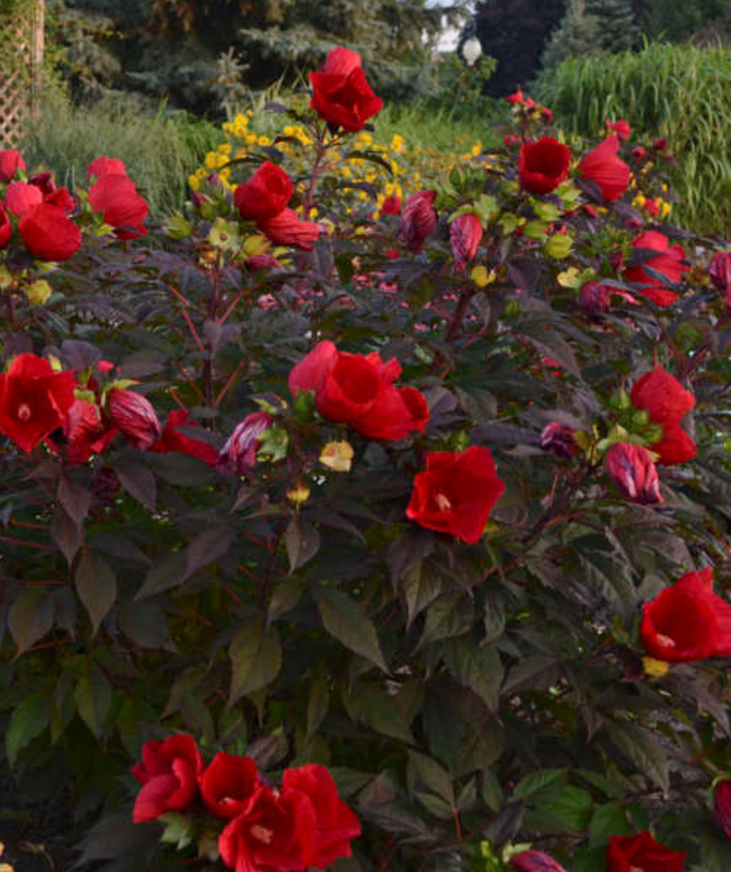 Midnight Marvel Rose Mallow planted in a landscape, bushy dark purple foliage shrub with several large deep red tropical looking flowers