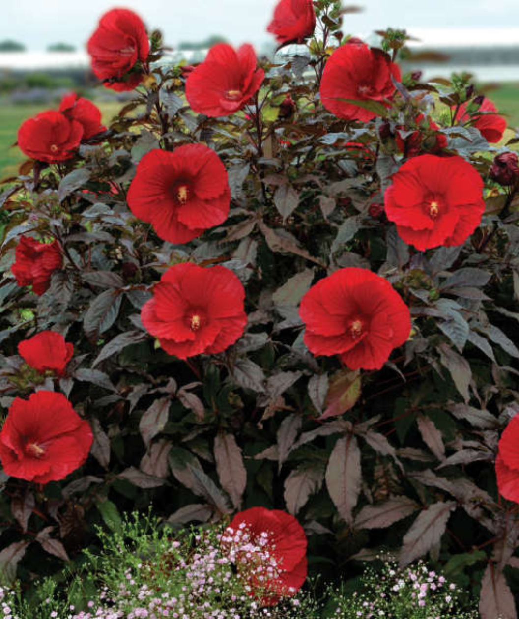 Midnight Marvel Rose Mallow planted in a landscape, bushy dark purple foliage shrub with several large deep red tropical looking flowers