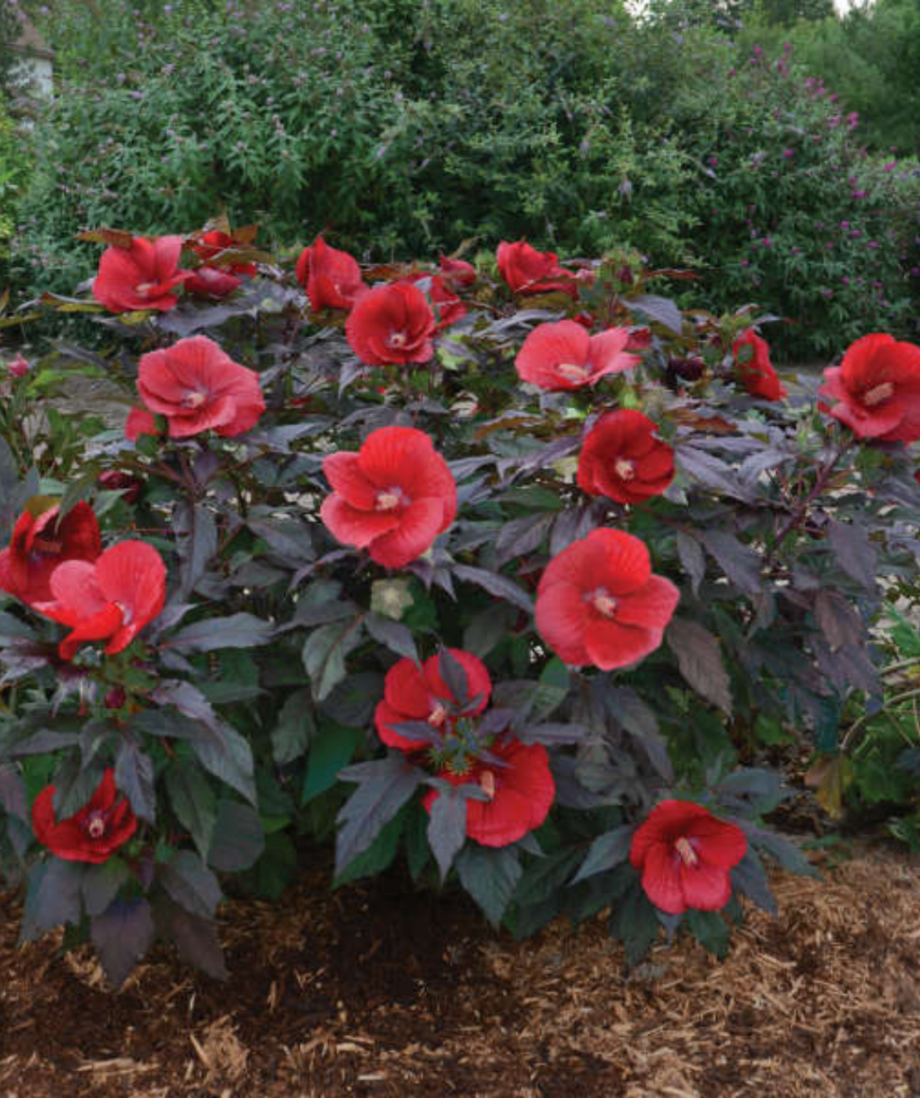 Midnight Marvel Rose Mallow planted in a landscape, bushy dark purple foliage shrub with several large deep red tropical looking flowers