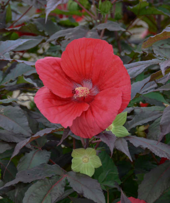 Midnight Marvel Rose Mallow, large deep red flower with dark purple foliage