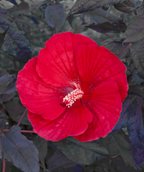 Midnight Marvel Rose Mallow, large deep red flower with dark purple foliage