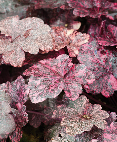 Close up of Midnight Rose Coral Bells foliage, dark purple foliage with splashes of light purple as well