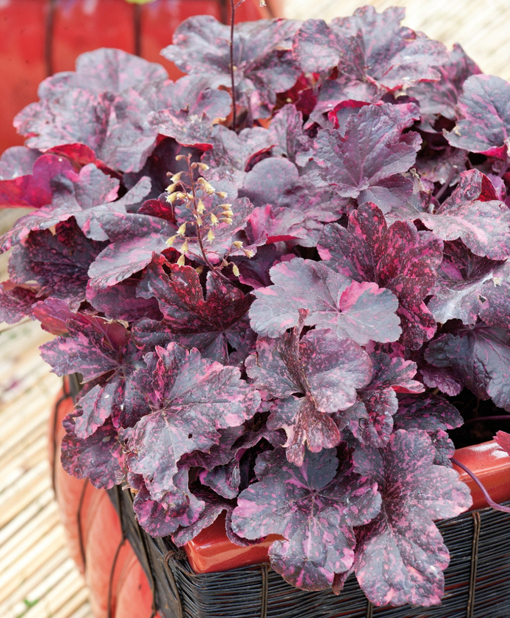 Midnight Rose Coral Bells planted in a patio planter, dark purple foliage with splashes of light purple as well