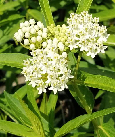 A close up of the snow white flowers of the Milkmaid Swamp Milkweed against the lime green foliage