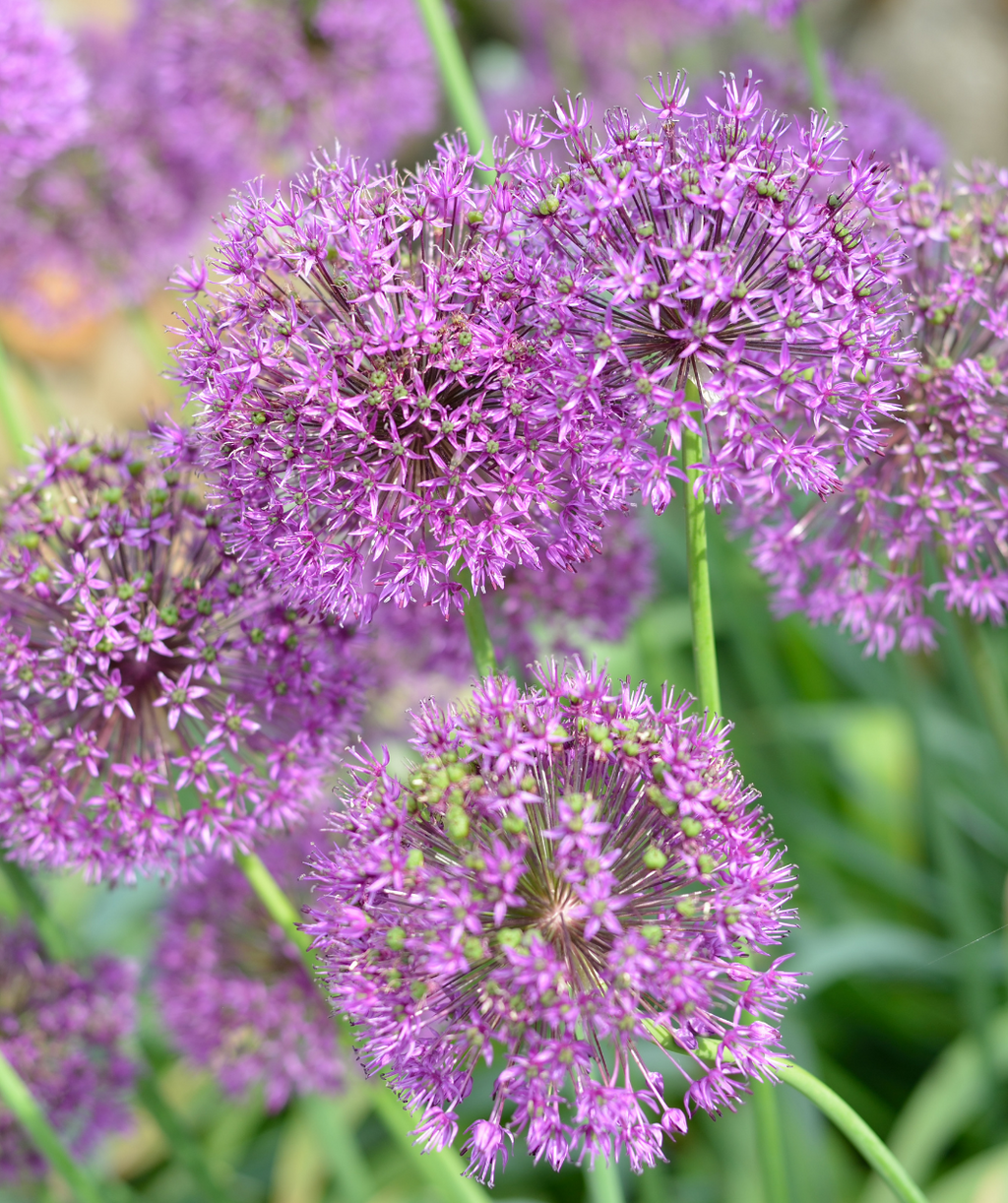 A close up of the Millenium Ornamental Onion flower, showing the individual tiny purple flowers to make up the large, purple bloom