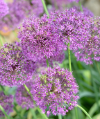 A close up of the Millenium Ornamental Onion flower, showing the individual tiny purple flowers to make up the large, purple bloom
