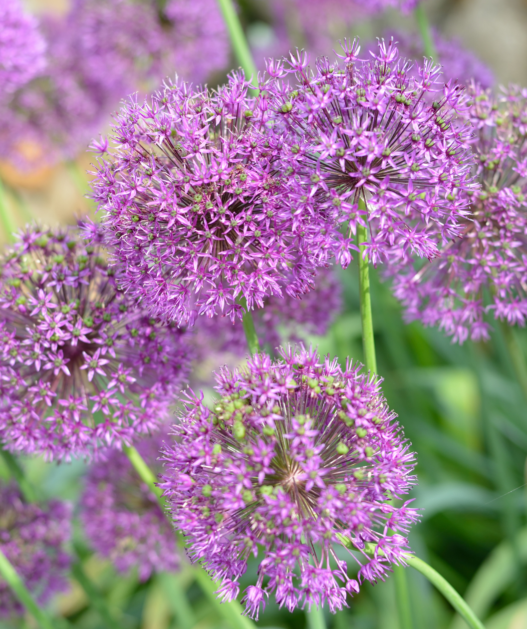 A close up of the Millenium Ornamental Onion flower, showing the individual tiny purple flowers to make up the large, purple bloom