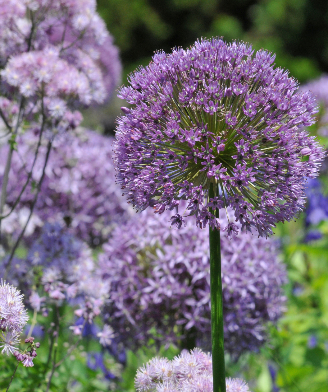 A close up of the Millenium Ornamental Onion flower, showing the individual tiny purple flowers to make up the large, purple bloom