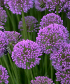 A close up of the Millenium Ornamental Onion flower, showing the individual tiny purple flowers before they open, to make up the large, purple bloom