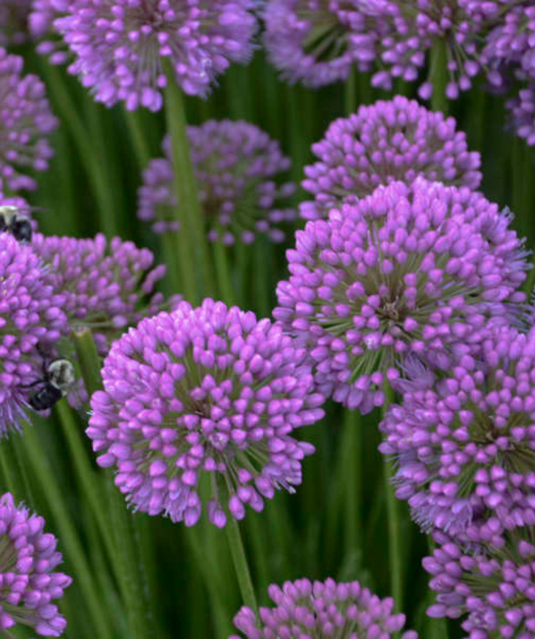 A close up of the Millenium Ornamental Onion flower, showing the individual tiny purple flowers before they open, to make up the large, purple bloom