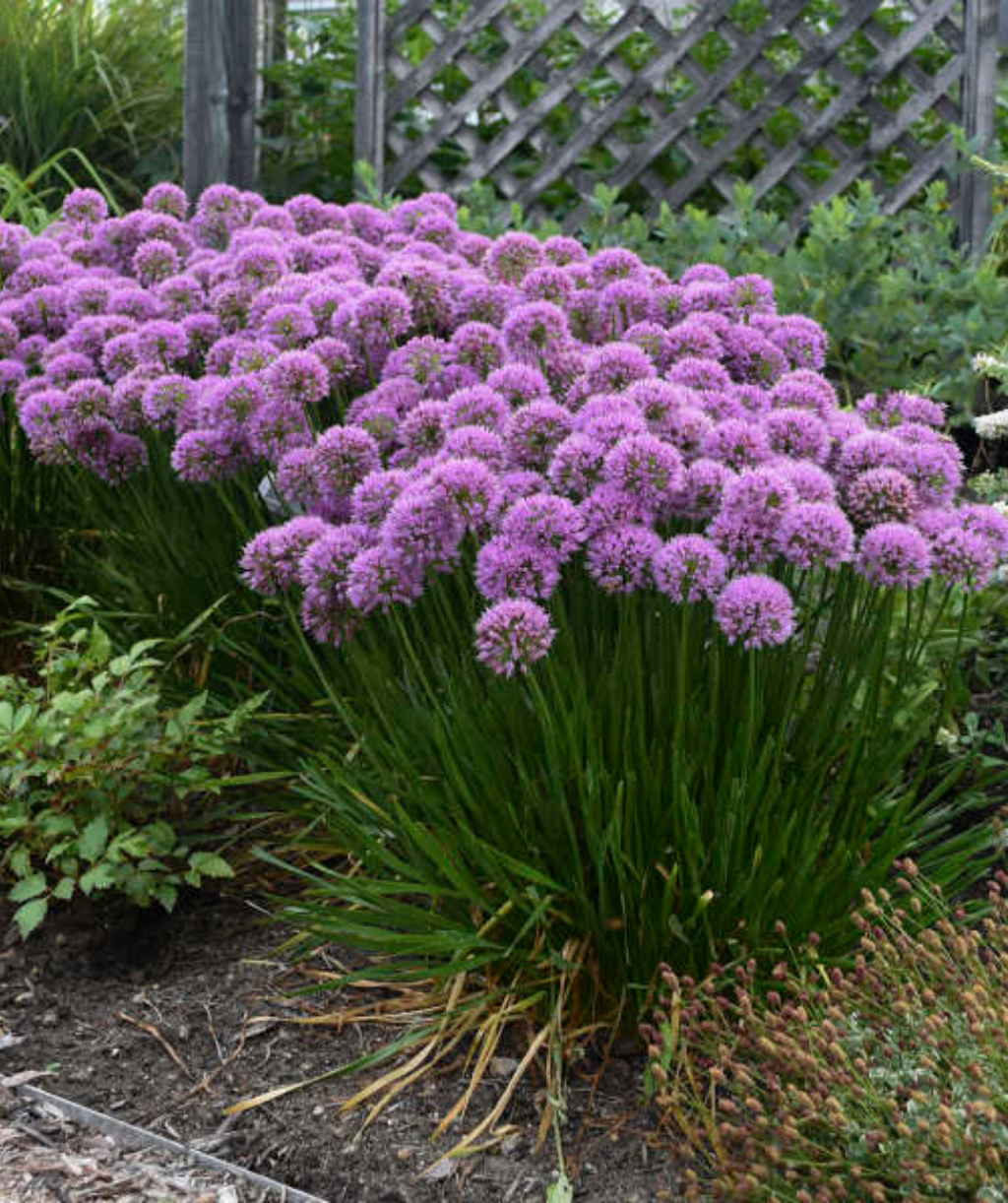 Millenium Ornamental Onion planted in a landscape, showing off the lollipop like purple flowers sitting atop the dark green foliage