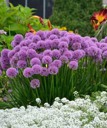 Millenium Ornamental Onion planted in a landscape, showing off the lollipop like purple flowers sitting atop the dark green foliage