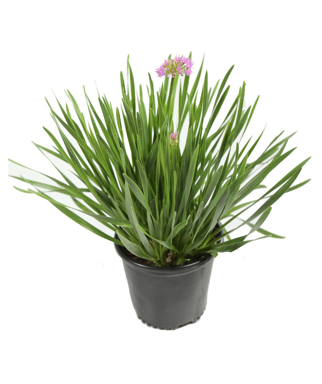 A Millenium Ornamental Onion in a grower's nursery pot, filled with the dark green foliage and a few purple blooms beginning to emerge