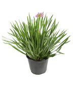 A Millenium Ornamental Onion in a grower's nursery pot, filled with the dark green foliage and a few purple blooms beginning to emerge