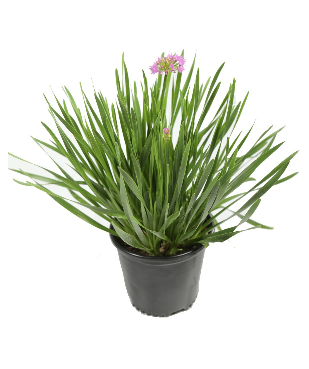 A Millenium Ornamental Onion in a grower's nursery pot, filled with the dark green foliage and a few purple blooms beginning to emerge