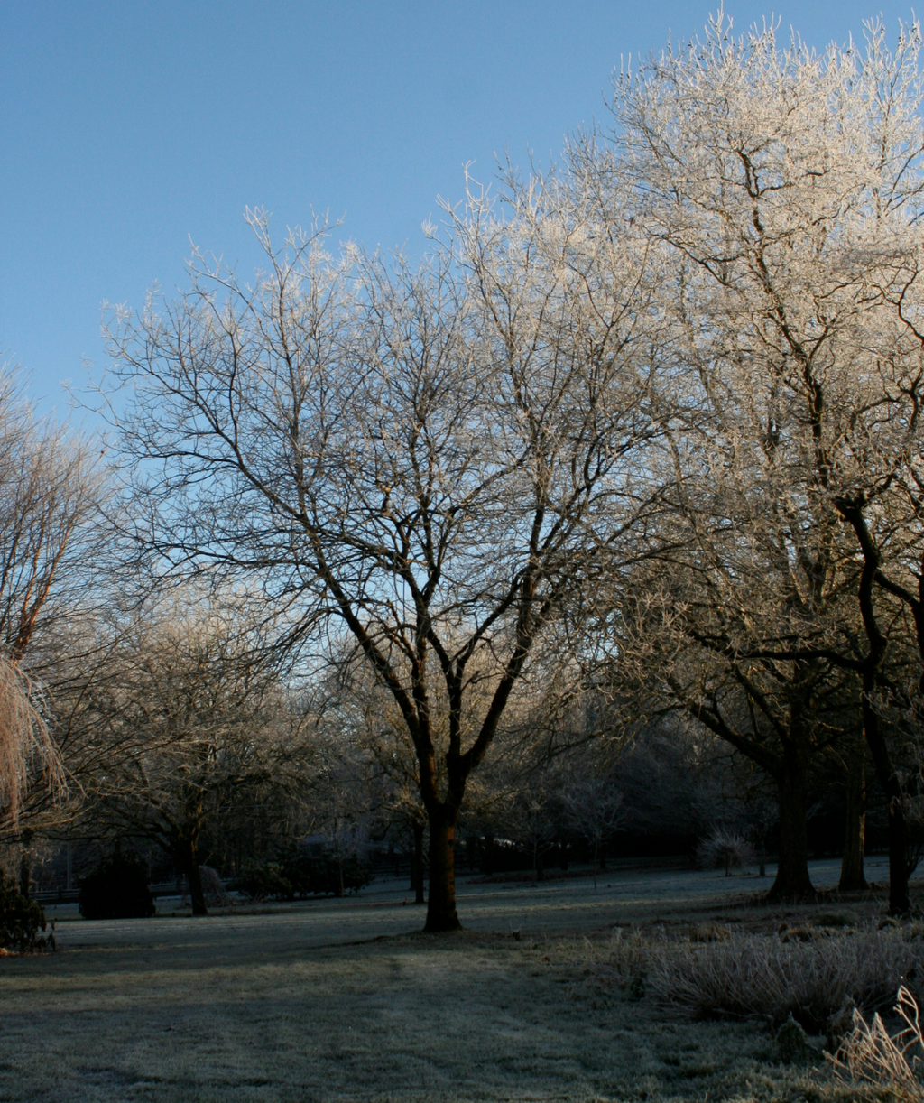 A Millstone Pagoda Tree planted in a frosty landscape, uniform mostly upright branching