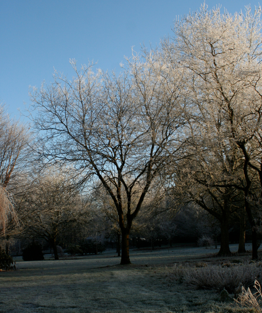 A Millstone Pagoda Tree planted in a frosty landscape, uniform mostly upright branching