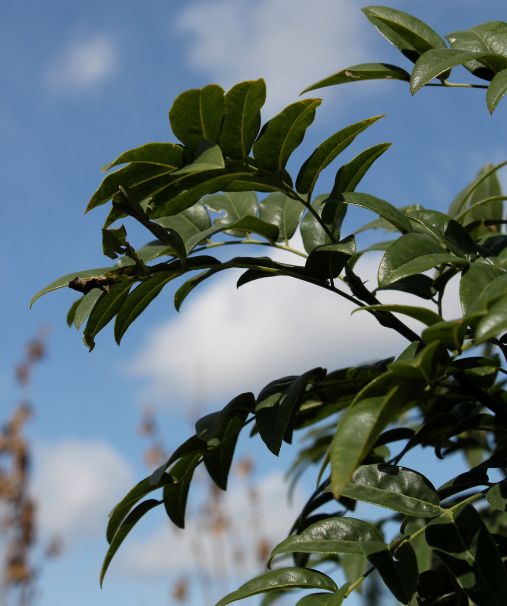 Close up of Millstone Pagoda Tree foliage, shiny dark green narrow conical shaped leaves