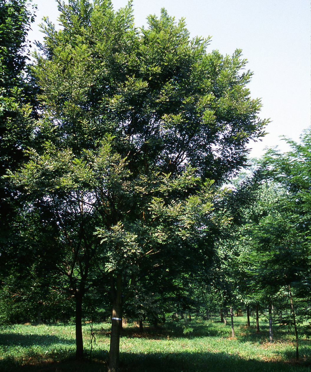 Millstone Japanese Pagodatree