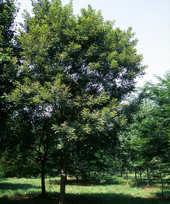 Millstone Pagoda Tree planted in a landscape, uniform mostly upright branching covered in shiny dark green narrow conical shaped leaves