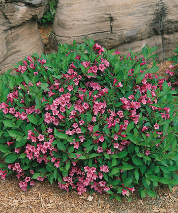 Minuet Weigela planted in a landscape, round growing shrub with lots of small pink tubular flowers emerging from green conical shaped foliage