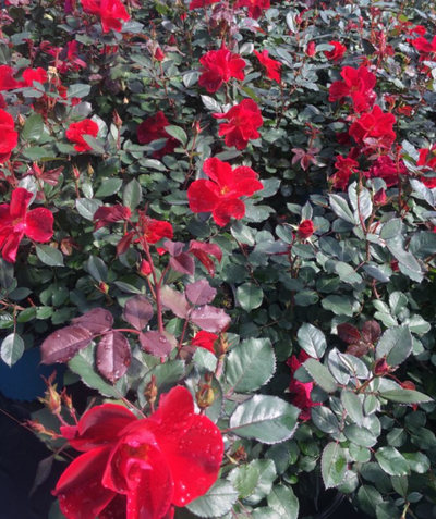 Miracle on the Hudson Shrub Rose, double petalled deep red flowers with dark green leaves