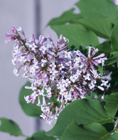 Close up of Miss Kim Lilac flowers, cluster of small light purple tubular flowers emerging from green conical shaped leaves