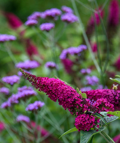 A close up of the deep pink to almost red flower of the Miss Molly Butterfly Bush with a honeybee on it