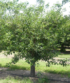 Montmorency Sour Cherry growing on a nursery, branchy tree with green conical shaped serrated leaves