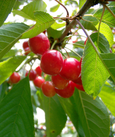 Close up of Montmorency Sour Cherry fruit, round small bright red cherries with green conical shaped leaves