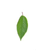 Montmorency Sour Cherry green leaf on white