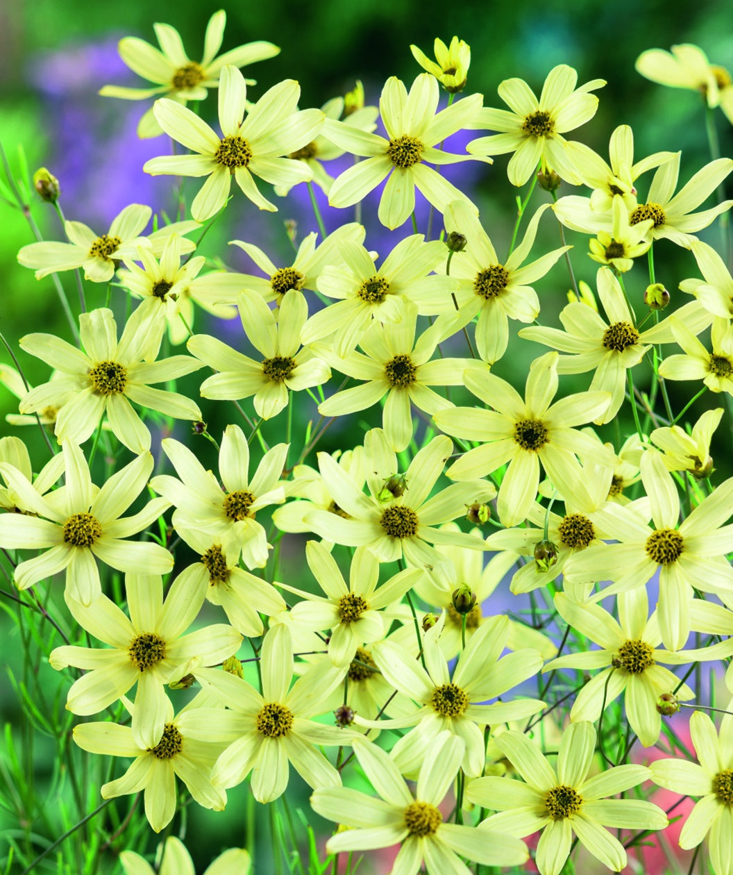 Moonbeam Tickseed yellow flowers