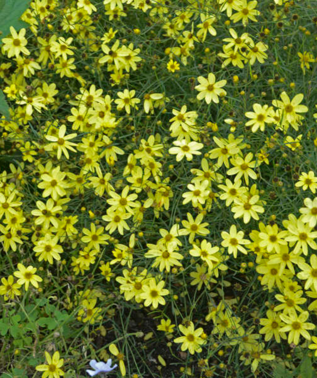 Lots of Moonbeam Tickseed flowers together with their bright yellow petals 